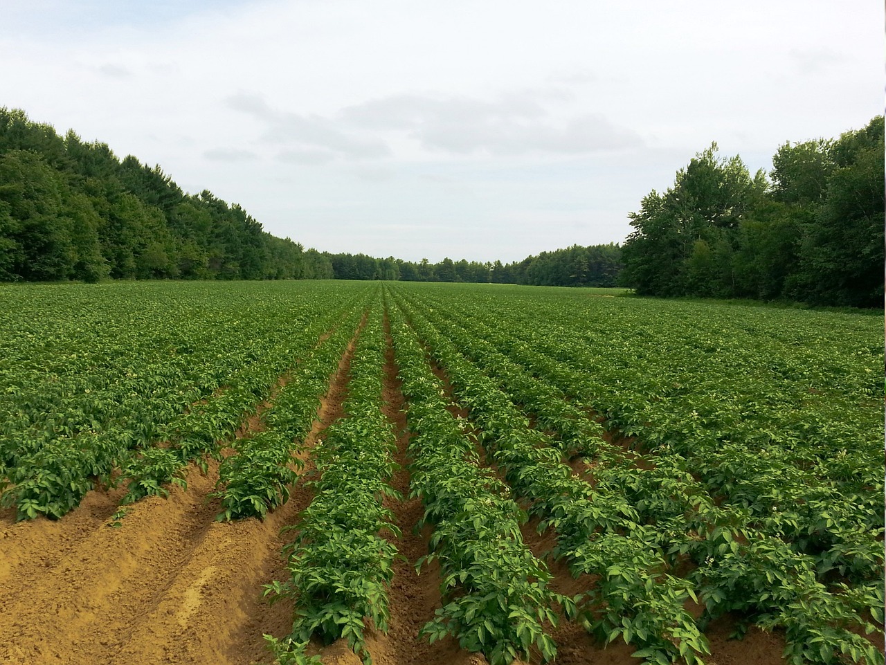 新野蔬菜最新報價——市場走勢與種植戶策略分析
